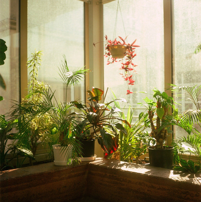 Benefits of Plants in the Home & Office