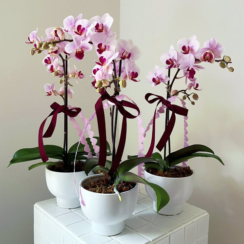 Mini Phalaenopsis Orchid Plant - Floral Alchemy