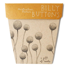Load image into Gallery viewer, BILLY BUTTONS Gift Of Seeds - Floral Alchemy