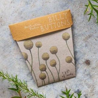 billy button flower seeds BILLY BUTTONS Gift Of Seeds