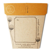 Load image into Gallery viewer, BILLY BUTTONS Gift Of Seeds - Floral Alchemy