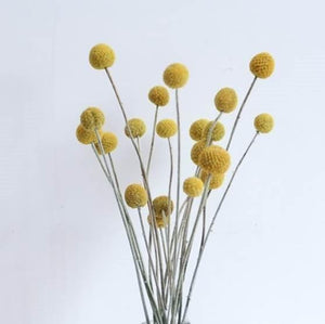 BILLY BUTTONS Gift Of Seeds - Floral Alchemy