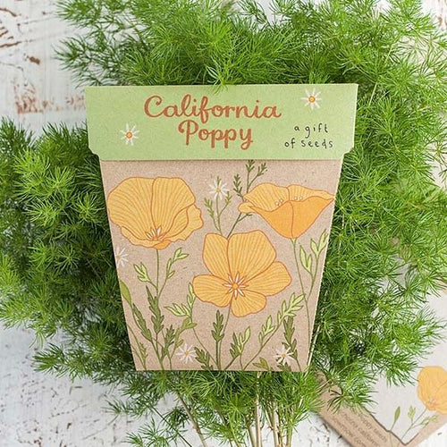 CALIFORNIA POPPY Gift Of Seeds - Floral Alchemy