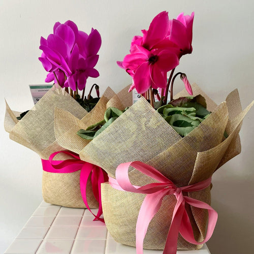 CYCLAMEN - Flowering Plant - Floral Alchemy