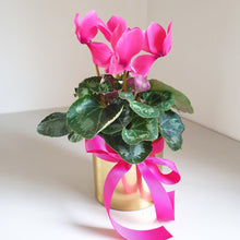 Load image into Gallery viewer, CYCLAMEN - PINK - Floral Alchemy