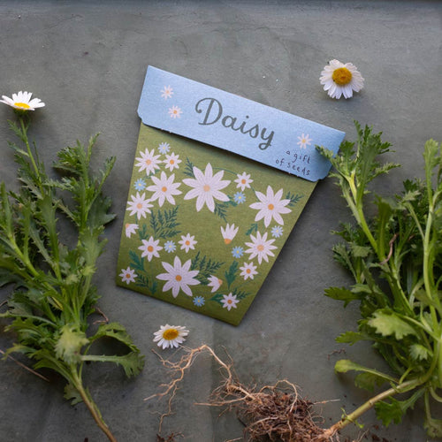 DAISY Gift Of Seeds - Floral Alchemy