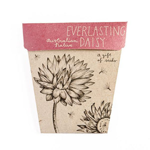 EVERLASTING DAISY Gift Of Seeds - Floral Alchemy