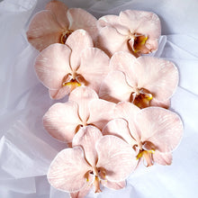 Load image into Gallery viewer, LUXE - Floral Alchemy