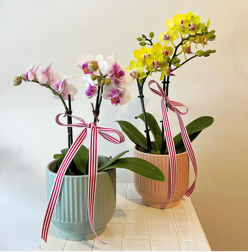 Mini Phalaenopsis Orchid Plant - Floral Alchemy