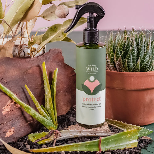 Protect - Plant Spray - Floral Alchemy