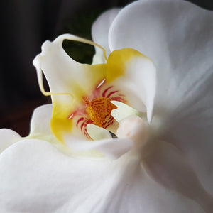 Phalaenopsis Orchid Plant