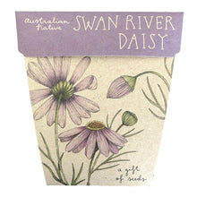 Load image into Gallery viewer, SWAN RIVER DAISY Gift Of Seeds - Floral Alchemy