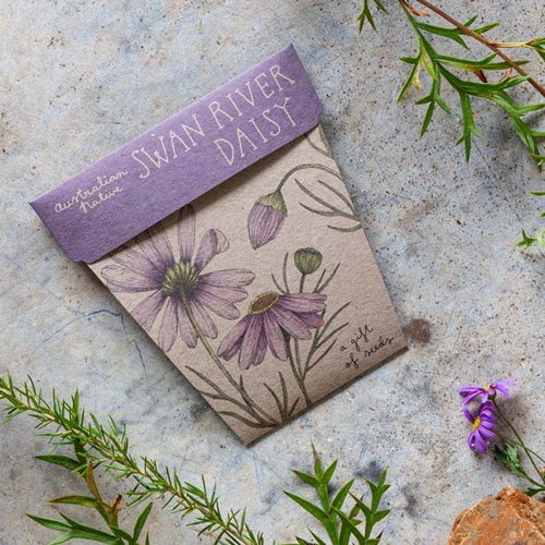 SWAN RIVER DAISY Gift Of Seeds - Floral Alchemy