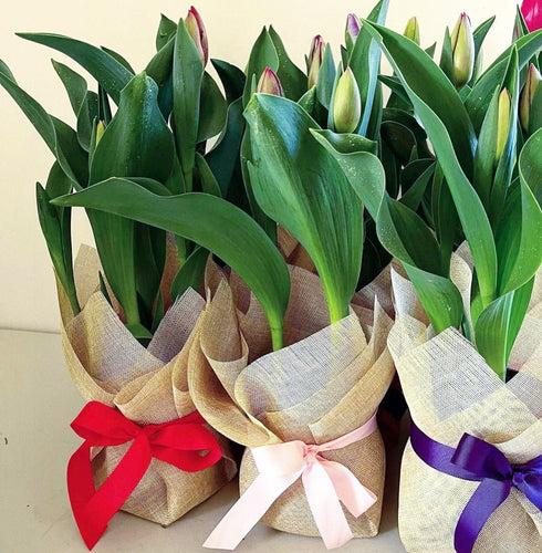 Tulip Plant - Floral Alchemy
