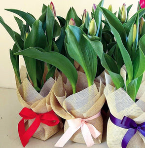 Tulip Plant - Floral Alchemy